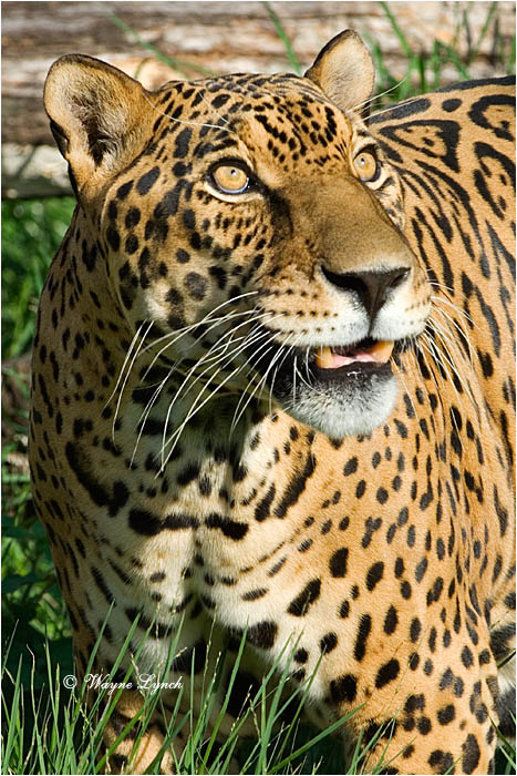 Jaguar 101 by Dr. Wayne Lynch &copy;